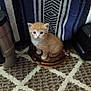 kitten, cat, orange_cat, pet, animal, indoor, carpet, blanket, floor, curious, small, young, feline, domestic_animal, cute, brown, white, striped, sitting, plate