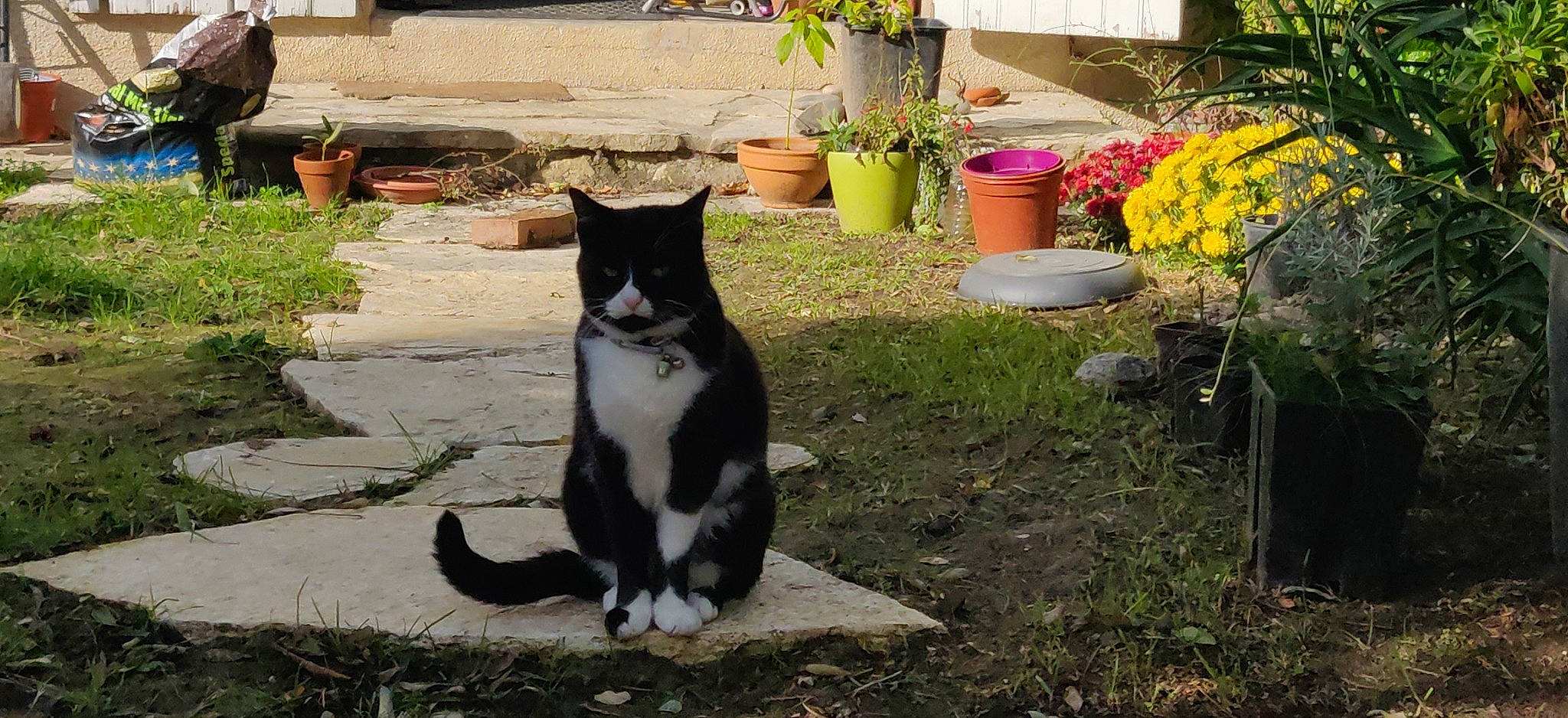 Marlo a rejoint le concours — aidez-le/la à gagner de superbes lots ! american_wirehair, black_cat, carnivore, cat, domestic_short_haired_cat, european_shorthair, felidae, flower, plant, polydactyl_cat, small_to_medium_sized_cats, tail, whiskers