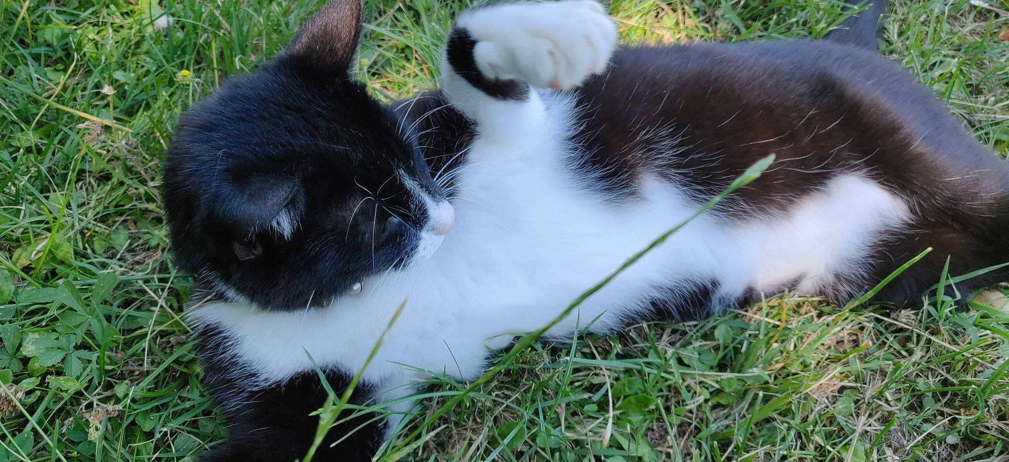 Marlo a rejoint le concours — aidez-le/la à gagner de superbes lots ! aegean_cat, carnivore, cat, domestic_long_haired_cat, domestic_short_haired_cat, felidae, fur, grass, kitten, norwegian_forest_cat, plant, polydactyl_cat, small_to_medium_sized_cats, snout, tail, whiskers