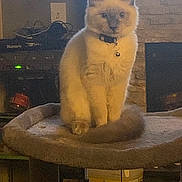 Dusty joined the competition — help win amazing prizes! cat, feline, pet, indoor, cat_tree, collar, bell, fur, animal, household, fireplace, sitting, looking, cozy, domestic, furniture, background, light, mammal, cute