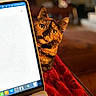 cat, tortoiseshell_cat, pet, animal, face, eyes, ears, whiskers, fur, brown, orange, black, red_blanket, laptop, computer, indoors, cozy, portrait, peeking, curious