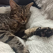Ruby participe au concours pour gagner de l'argent avec cette photo : cat, tabby_cat, sleeping, relaxed, cozy, blanket, fluffy, paw, whiskers, ears, closed_eyes, pet, indoor, portrait, soft_texture, cuddly, resting, warm, plush_toy, bed