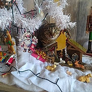 Figaro participe au concours pour gagner de l'argent avec cette photo : animal, cat, christmas, christmas_tree, curious, decorative_items, eyes, face, festive, gift_box, holiday_decorations, indoors, miniature_figures, nativity_scene, ornaments, string_lights, tabby_cat, white_fabric, winter, wooden_surface