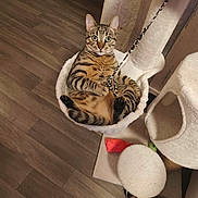 Figaro a rejoint le concours — aidez-le/la à gagner de superbes lots ! animal, cat, cat_tree, curious, ears, feline, fur, hammock, home, indoor, paw, perch, pet, playful, relaxed, string_toy, tabby_cat, toy, whiskers, wooden_floor