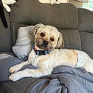 Rosco joined the competition — help win amazing prizes! animal, blanket, cat, collar, companion, couch, cozy, curious, cute, diaper, dog, fur, home, indoor, living_room, pet, pillow, relaxed, resting, window