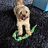 Rosco is registered to the contest to win money with this photo: animal, black_rug, brown_dog, carpet, cheerful, cute, dog, domestic_animal, floor, fur, happy, home, indoor, pet, pet_accessory, playful, rope_toy, small_dog, tongue_out, toy