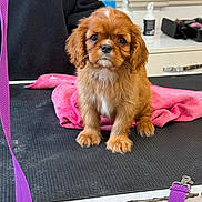 Baïla a rejoint le concours — aidez-le/la à gagner de superbes lots ! puppy, dog, brown_dog, pet, animal, grooming_table, pink_towel, leash, indoor, cute, fur, small_dog, looking, sitting, waiting, expression, table, collar, domestic_animal, young