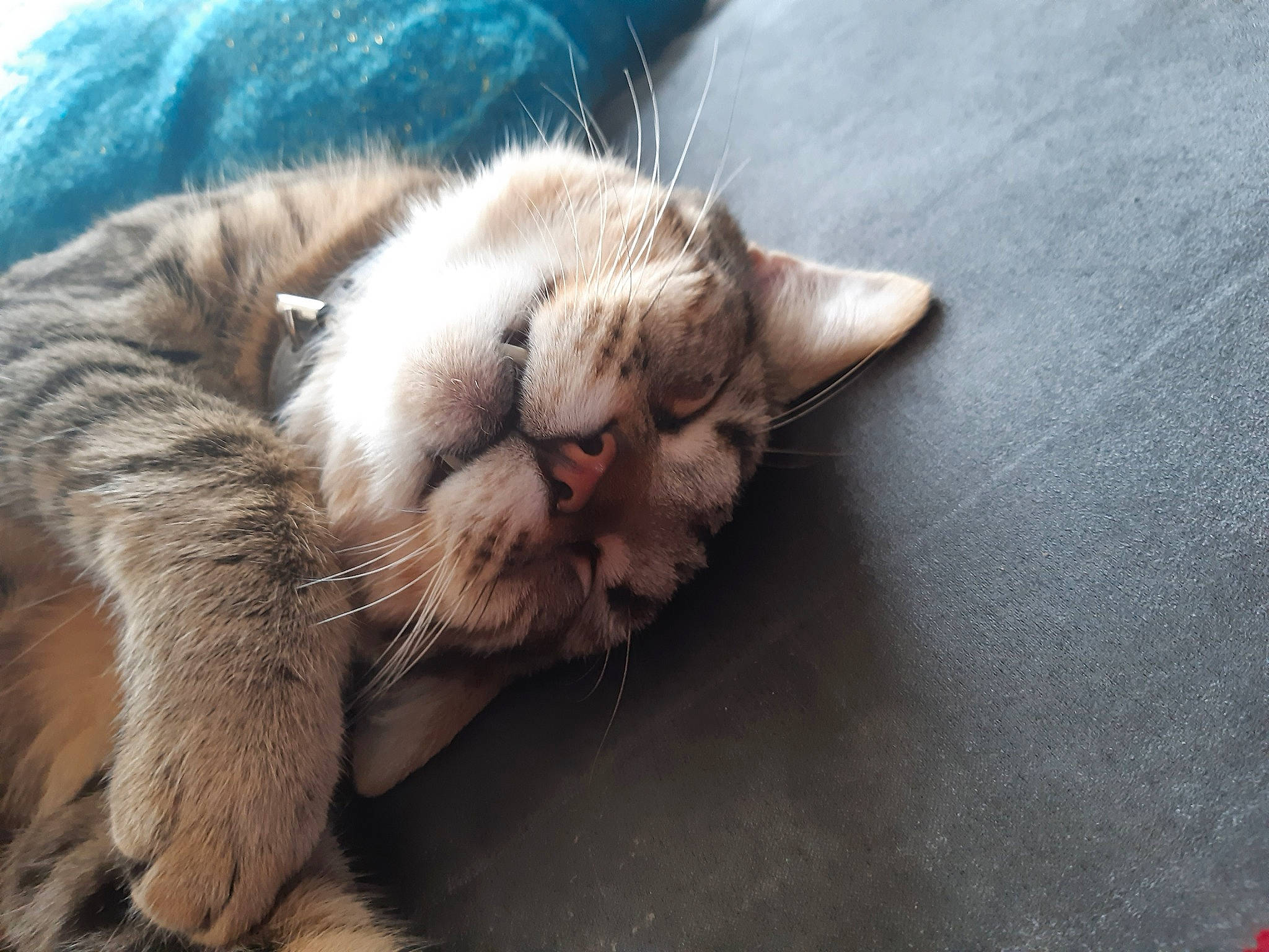 Pepsi participe au concours pour gagner de l'argent avec cette photo : aegean_cat, carnivore, cat, dragon_li, ear, european_shorthair, fawn, felidae, fur, kitten, mammal, nap, paw, sleep, small_to_medium_sized_cats, snout, tabby_cat, whiskers