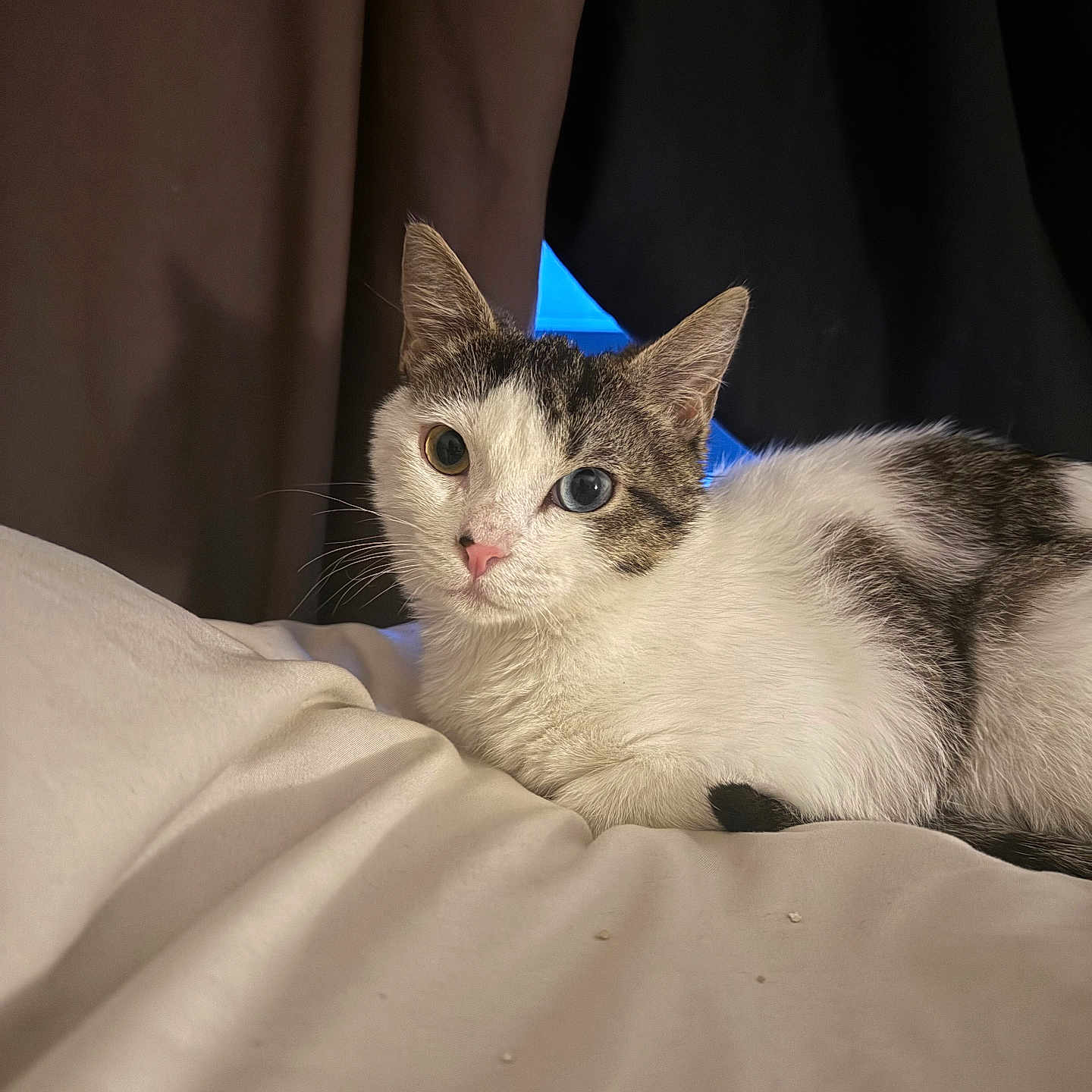 Luna participe au concours pour gagner de l'argent avec cette photo : abyssinian, angora, animal, bed, blanket, cat, couch, furniture, kitten, manx, pet, siamese