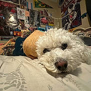 Zeppy is registered to the contest to win money with this photo: dog, white_dog, curly_fur, bed, blanket, knitted_sweater, indoor, posters, wall_decor, sticker, cozy, pet, laying_down, close_up, cute, room, bedroom, soft_light, animal, domestic_animal