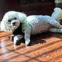 Zeppy joined the competition — help win amazing prizes! dog, white_dog, small_dog, curly_fur, lying_down, wooden_floor, sunlight, shadow, indoor, pet, harness, relaxed, cute, companion, animal, flooring, cozy, domestic, fur, looking