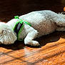 Zeppy joined the competition — help win amazing prizes! dog, white, fluffy, lying_down, harness, green, wooden_floor, sunlight, indoor, resting, pet, animal, orange_rug, relaxed, side_view, domestic, flooring, fur, canine, quiet