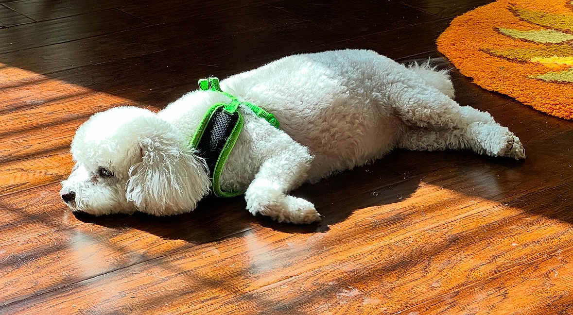 Zeppy joined the competition — help win amazing prizes! dog, white, fluffy, lying_down, harness, green, wooden_floor, sunlight, indoor, resting, pet, animal, orange_rug, relaxed, side_view, domestic, flooring, fur, canine, quiet