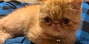 Puffy is registered to the contest to win money with this photo: kitten, cat, ginger_cat, pet, feline, indoor, blanket, blue, black, collar, bell, closeup, cute, fur, animal, resting, young, small, home, cozy