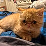 kitten, cat, ginger_cat, pet, feline, indoor, blanket, blue, black, collar, bell, closeup, cute, fur, animal, resting, young, small, home, cozy