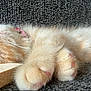 kitten, cat, sleeping, paws, furry, orange_cat, pet, domestic_animal, couch, furniture, cozy, relaxation, indoor, nap, cute, animal, resting, whiskers, pink_nose, soft_fur