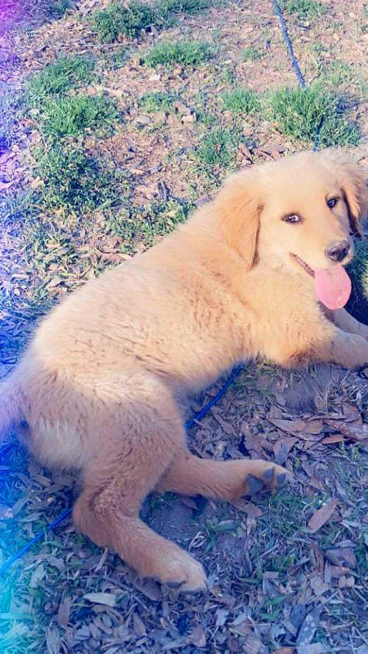 Bailey is registered to the contest to win money with this photo: carnivore, companion_dog, dog, dog_breed, fawn, fur, grass, plant, sporting_group, tail, terrestrial_animal, tree, wildlife, working_animal