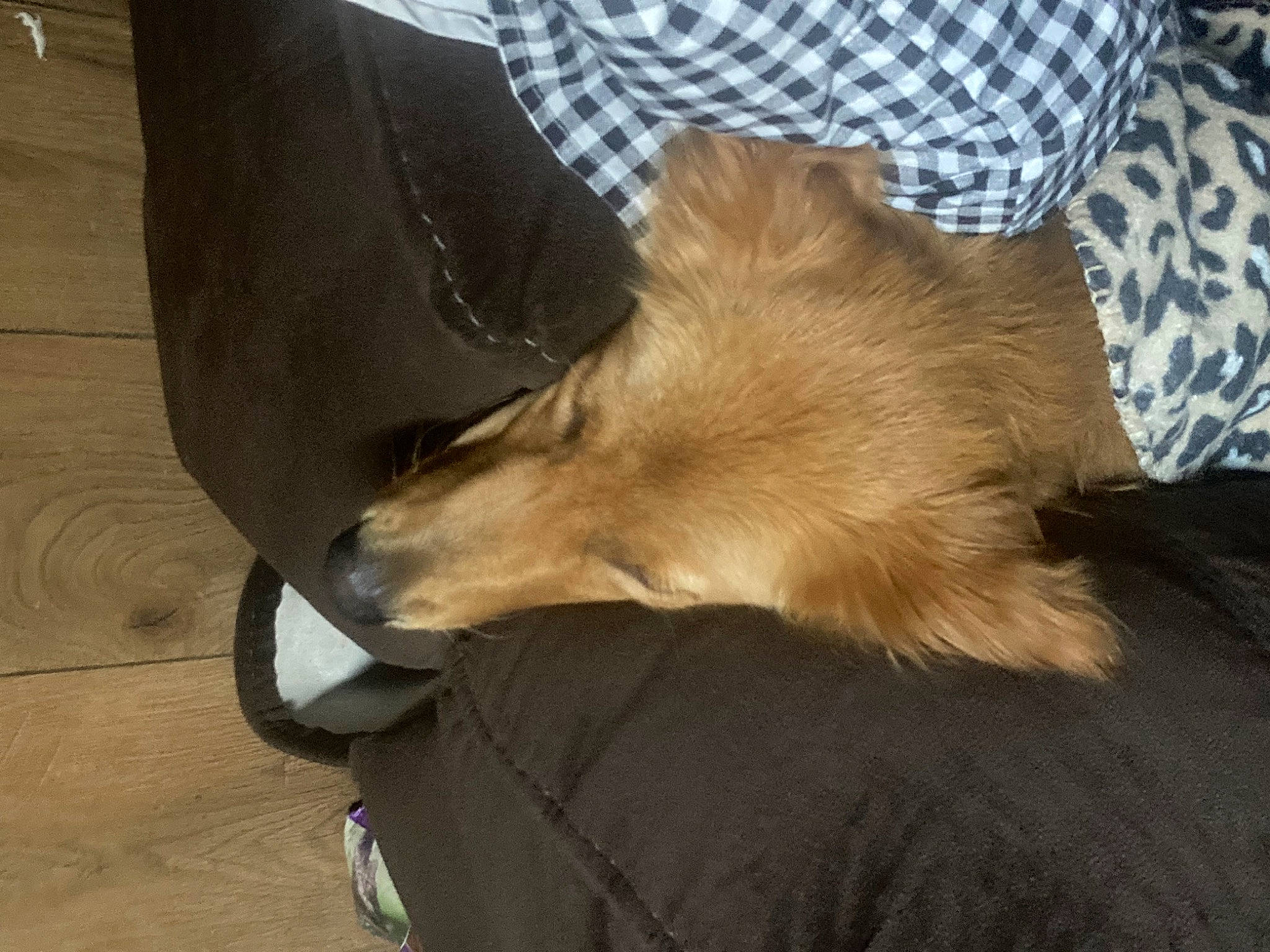 Bailey joined the competition — help win amazing prizes! canidae, carnivore, claw, comfort, companion_dog, dog, dog_breed, fawn, felidae, fur, paw, plaid, snout, spitz, sporting_group, tail, tartan, whiskers, wing, wood