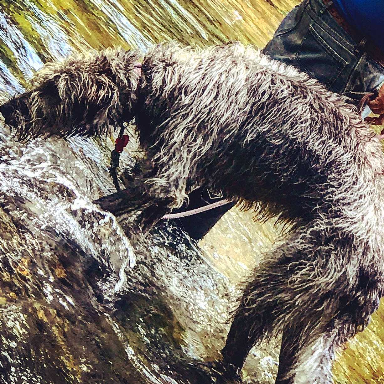 Harley Quinn joined the competition — help win amazing prizes! canidae, carnivore, claw, close_up, companion_dog, dog_breed, fur, grass, mustelidae, nap, paw, sleep, snout, sporting_group, tail, terrestrial_animal, trunk, wildlife, wood, wool