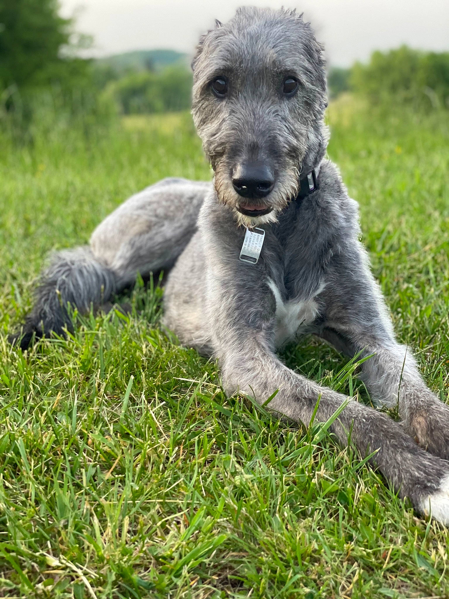 Harley Quinn is registered to the contest to win money with this photo: canidae, carnivore, companion_dog, dog, dog_breed, grass, grassland, groundcover, lakeland_terrier, plant, snout, sporting_group, terrestrial_animal, terrier, water_dog, working_animal