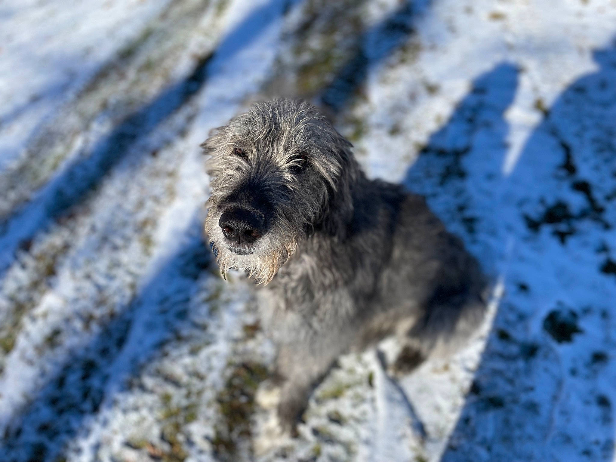 Harley Quinn joined the competition — help win amazing prizes! canidae, carnivore, companion_dog, dog, dog_breed, fur, goldendoodle, labradoodle, rock, schnauzer, small_terrier, snout, snow, sporting_group, terrestrial_animal, terrier, water_dog, winter, working_dog