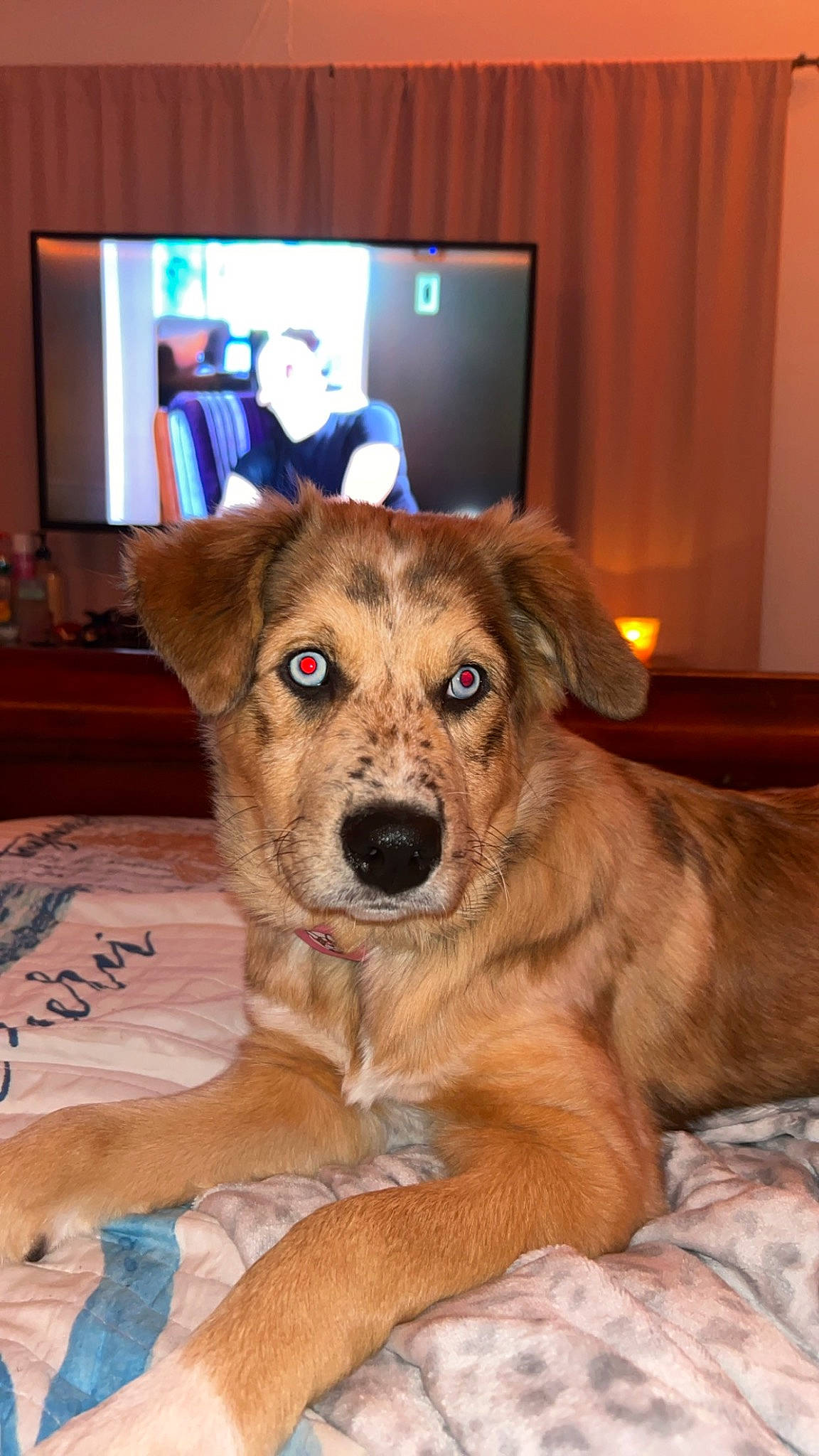 Mae is registered to the contest to win money with this photo: cable_television, canidae, carnivore, companion_dog, display_device, dog, dog_breed, fawn, flooring, fur, hardwood, led_backlit_lcd_display, paw, snout, sporting_group, television, television_set, whiskers, wood, working_dog