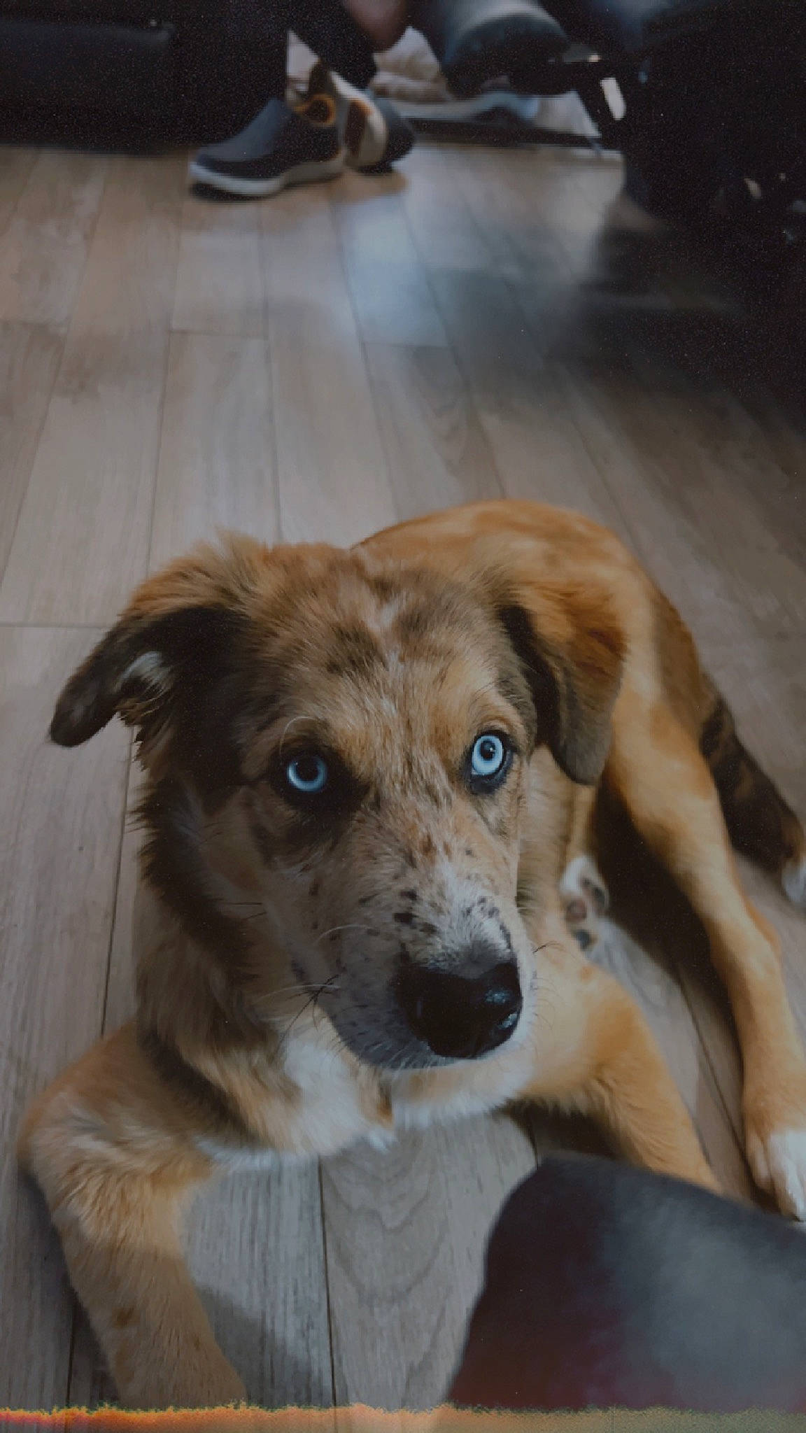 Mae is registered to the contest to win money with this photo: canidae, carnivore, companion_dog, dog, dog_breed, eye, fawn, flooring, foot, fur, hardwood, liver, puppy, snout, sporting_group, street_dog, terrestrial_animal, whiskers, wood, working_animal