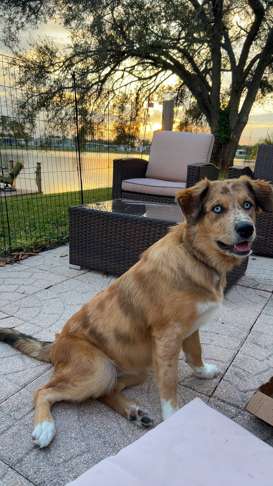 Mae joined the competition — help win amazing prizes! canidae, carnivore, collar, companion_dog, dog, dog_breed, dog_collar, fawn, leash, plant, road, road_surface, sidewalk, snout, sporting_group, street, street_dog, tail, tree, working_animal