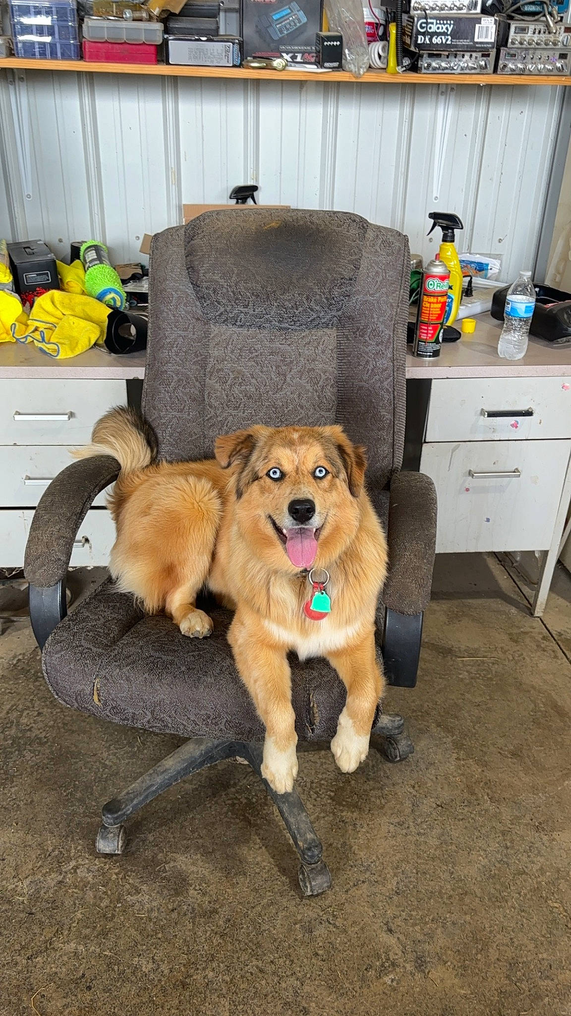 Mae joined the competition — help win amazing prizes! bag, cabinetry, carnivore, chest_of_drawers, companion_dog, dog, dog_breed, drawer, fawn, floor, flooring, fur, hardwood, luggage_and_bags, room, sporting_group, tail, wood, working_animal, yellow