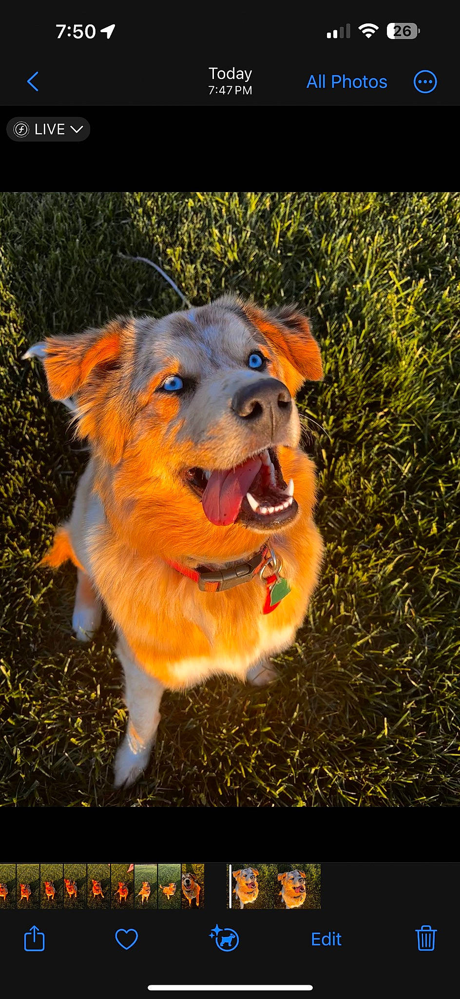 Mae is registered to the contest to win money with this photo: canidae, carnivore, clock, companion_dog, dog, dog_breed, dog_collar, dog_supply, fashion_accessory, fawn, fur, grass, guard_dog, leash, personal_protective_equipment, plant, snout, sporting_group, tree, working_dog