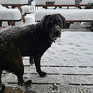 Finnegan is registered to the contest to win money with this photo: dog, snow, wooden_deck, snowy, outdoor, winter, bench, picnic_table, animal, pet, fur, cold, frozen, nature, daylight, curious, looking, black_dog, snowflakes, backyard