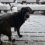 dog, snow, wooden_deck, snowy, outdoor, winter, bench, picnic_table, animal, pet, fur, cold, frozen, nature, daylight, curious, looking, black_dog, snowflakes, backyard