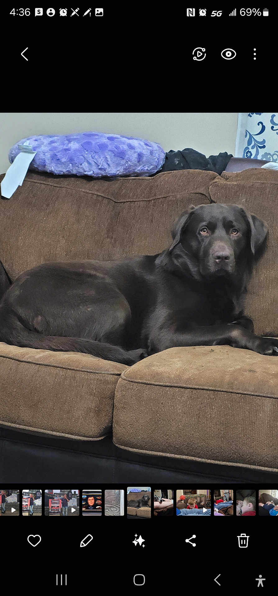 Finnegan joined the competition — help win amazing prizes! dog, black_dog, couch, brown_couch, indoor, pet, animal, relaxed, lying_down, plush_pillow, purple_pillow, fabric, home, furniture, canine, looking, resting, domestic, comfort, living_room