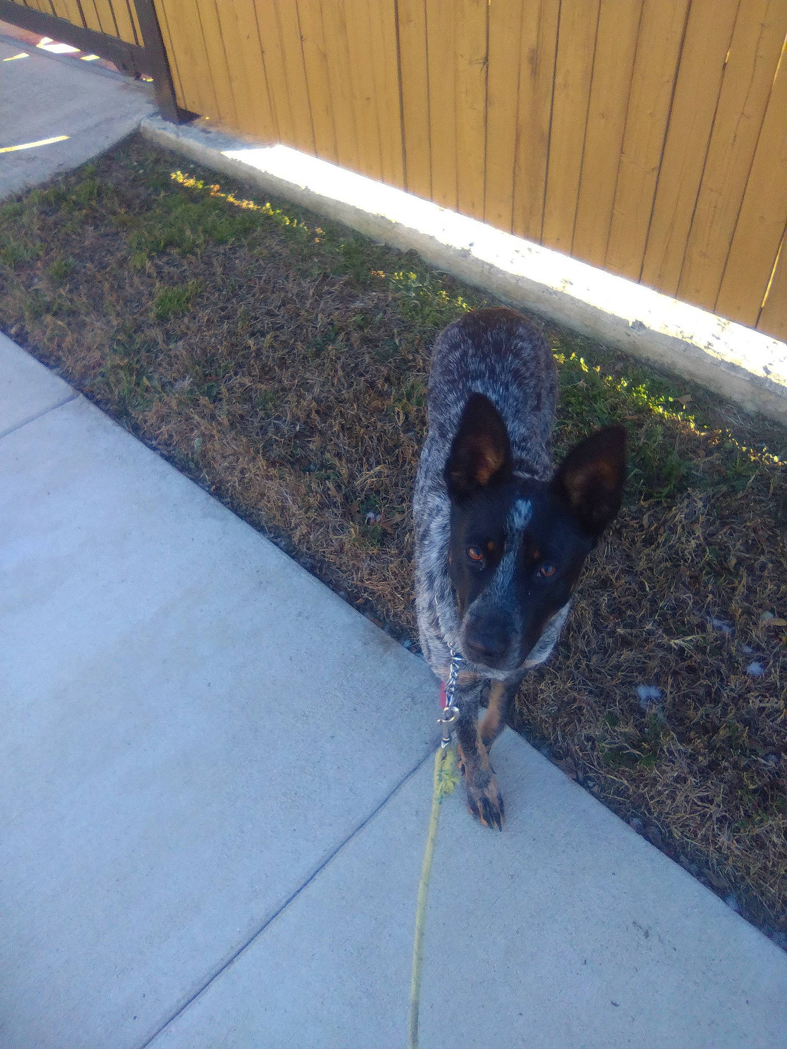 Qween Lady Peapix is registered to the contest to win money with this photo: asphalt, australian_stumpy_tail_cattle_dog, canidae, carnivore, companion_dog, concrete, dog, dog_breed, fawn, fence, flooring, grass, leash, pet_supply, plant, road_surface, sidewalk, snout, sporting_group, tail