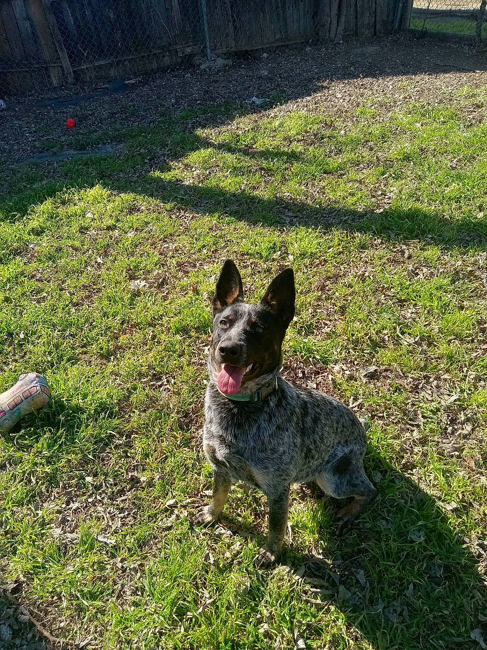 Qweenlady Peapix joined the competition — help win amazing prizes! art, australian_stumpy_tail_cattle_dog, canidae, carnivore, companion_dog, dog, dog_breed, fawn, grass, groundcover, herding_dog, koolie, lawn, snout, soil, sporting_group, tail, terrestrial_animal, whiskers, working_animal