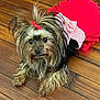 adorable, animal, black_nose, cute, dog, ears, eyes, face, fur, indoor, long_hair, looking_up, lying_down, paw, pet_clothing, red_bow, red_tutu, small_dog, wooden_floor, yorkshire_terrier