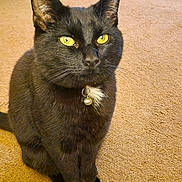 Spot joined the competition — help win amazing prizes! animal, bell, black_cat, blanket, carpet, cat, collar, couch, cute, domestic, ears, fur, furniture, household, indoor, living_room, pet, sitting, whiskers, yellow_eyes