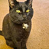 animal, bell, black_cat, blanket, carpet, cat, collar, couch, cute, domestic, ears, fur, furniture, household, indoor, living_room, pet, sitting, whiskers, yellow_eyes