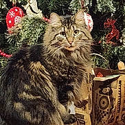 Miss Kitty is registered to the contest to win money with this photo: cat, tabby_cat, christmas_tree, christmas_ornaments, wrapped_gifts, holiday, festive, decorations, pine_tree, feline, pet, indoor, curious, sitting, fur, holiday_season, red, green, patterned_wrapping_paper, pine_needles