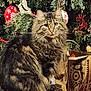 cat, tabby_cat, christmas_tree, christmas_ornaments, wrapped_gifts, holiday, festive, decorations, pine_tree, feline, pet, indoor, curious, sitting, fur, holiday_season, red, green, patterned_wrapping_paper, pine_needles