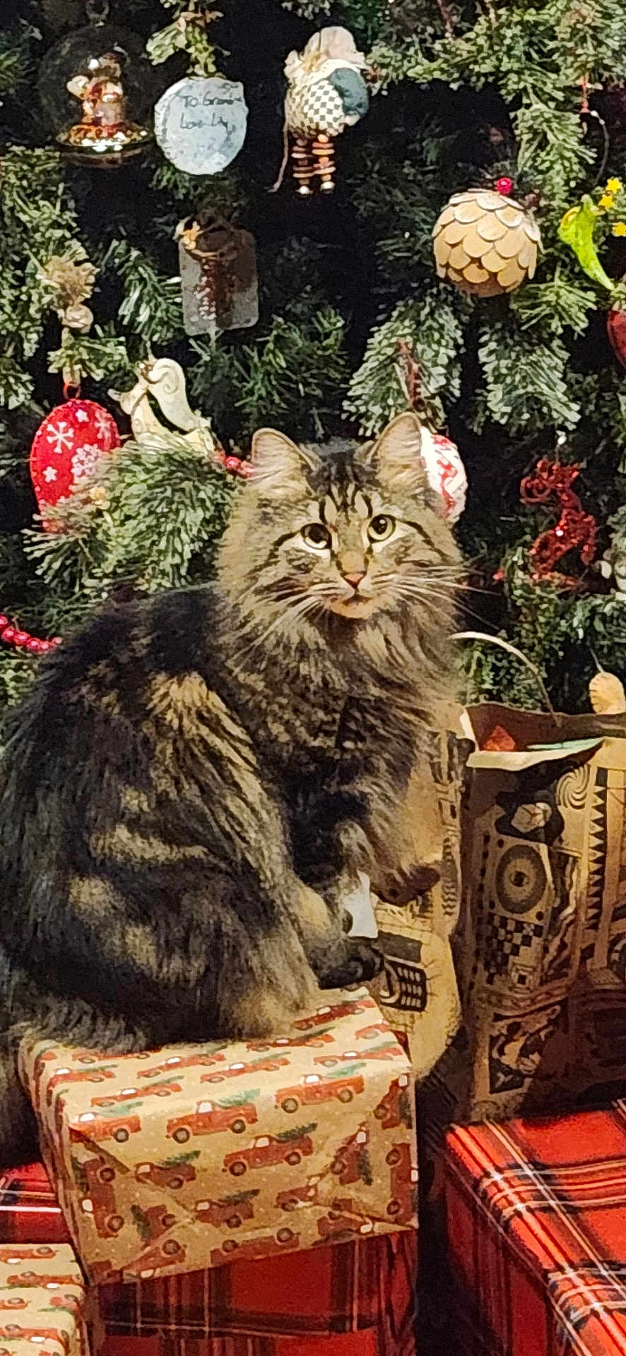 Miss Kitty is registered to the contest to win money with this photo: cat, tabby_cat, christmas_tree, christmas_ornaments, wrapped_gifts, holiday, festive, decorations, pine_tree, feline, pet, indoor, curious, sitting, fur, holiday_season, red, green, patterned_wrapping_paper, pine_needles