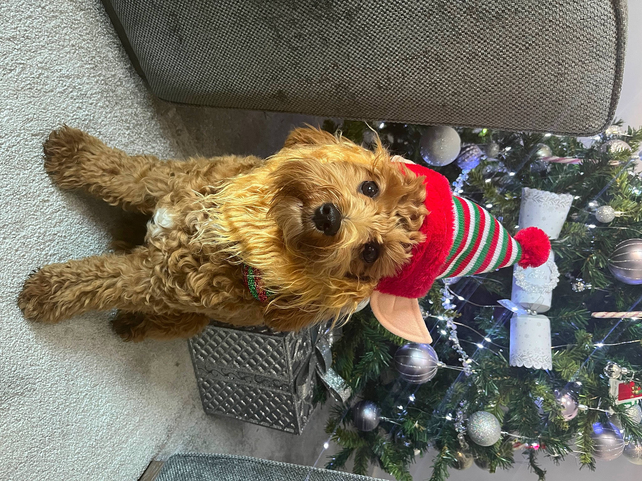 Bruno is registered to the contest to win money with this photo: canidae, carnivore, christmas_decoration, christmas_ornament, christmas_tree, companion_dog, conifer, dog, dog_breed, dog_clothes, dog_supply, event, fur, holiday, holiday_ornament, ornament, small_terrier, sporting_group, terrier, toy