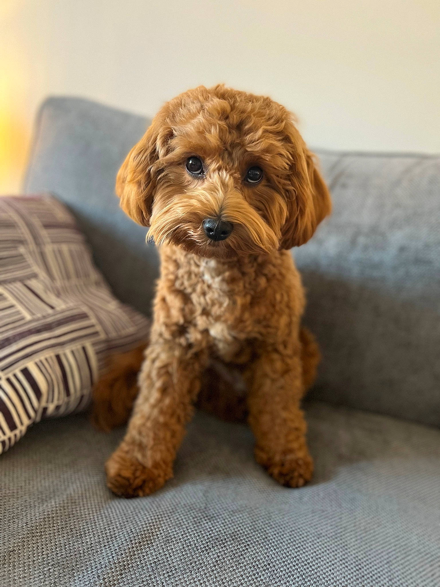 Bruno is registered to the contest to win money with this photo: canidae, carnivore, companion_dog, couch, dog, dog_breed, dog_collar, fawn, fur, liver, maltepoo, pet_supply, poodle, snout, sporting_group, terrier, toy_dog, water_dog, wood, working_animal
