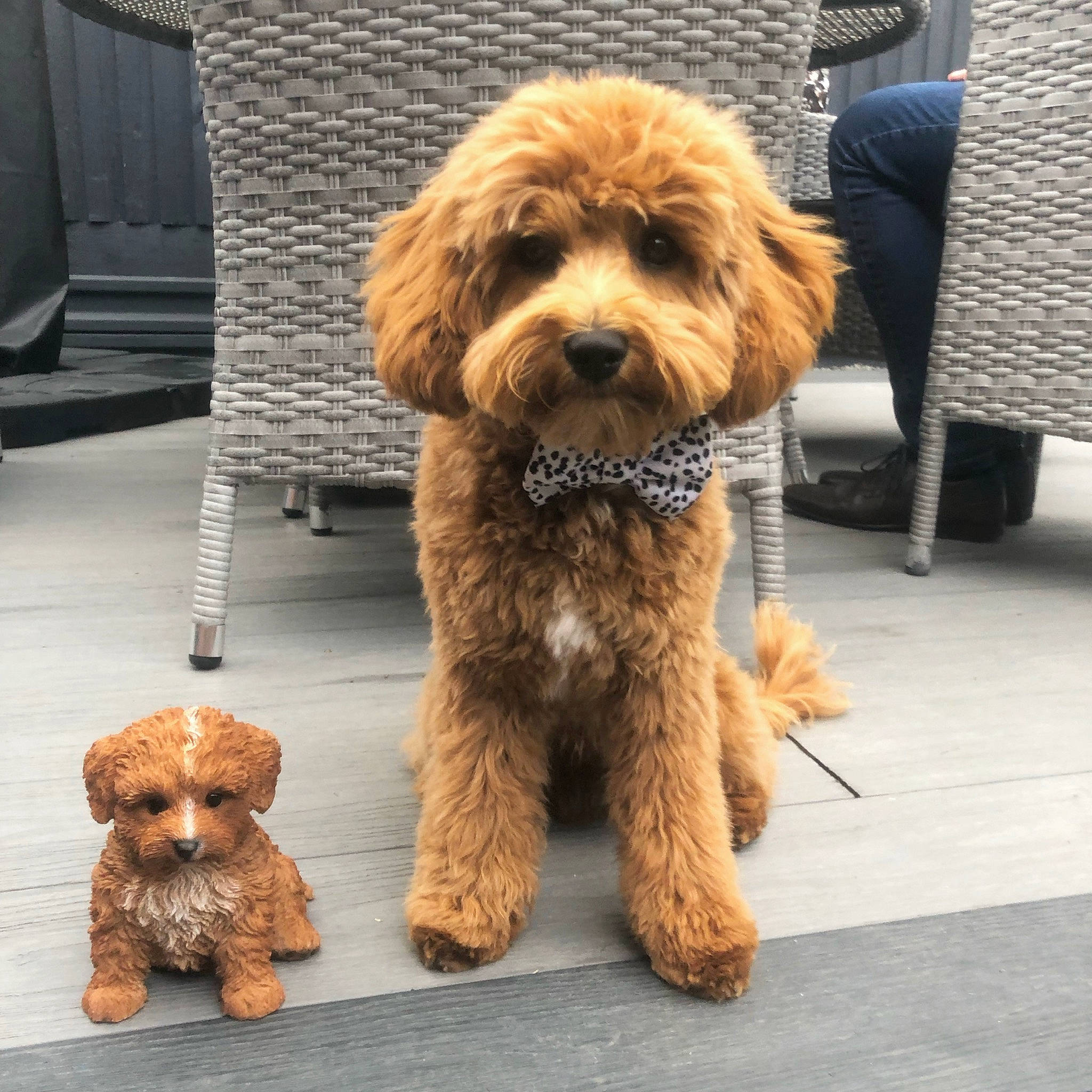 Bruno joined the competition — help win amazing prizes! canidae, carnivore, chair, collar, companion_dog, dog, dog_breed, dog_collar, dog_supply, fur, glasses, hat, liver, small_terrier, snout, sporting_group, terrier, toy_dog, water_dog, working_animal
