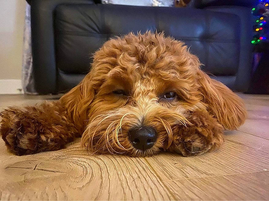 Bruno joined the competition — help win amazing prizes! carnivore, comfort, companion_dog, couch, dog, dog_breed, flooring, fur, hardwood, liver, mammal, poodle, snout, terrier, toy_dog, water_dog, wood, wood_stain, working_animal, yorkipoo