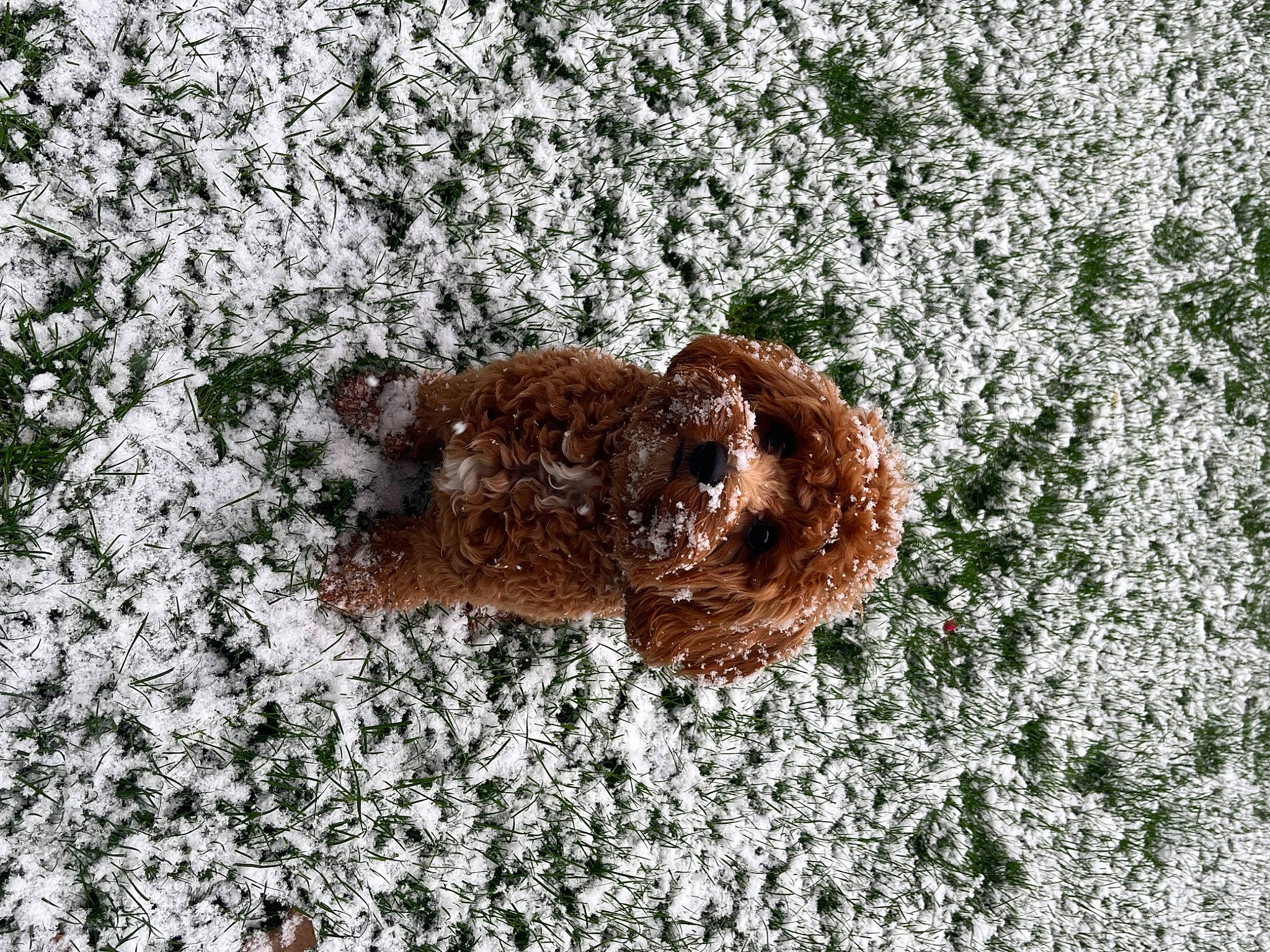 Bruno joined the competition — help win amazing prizes! brown, canidae, dog, dog_breed, freezing, frost, fur, grass, groundcover, liver, precipitation, snow, soil, sporting_group, tail, terrestrial_animal, water, wildlife, winter, working_animal