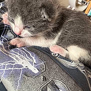 Aku a rejoint le concours — aidez-le/la à gagner de superbes lots ! kitten, cat, sleepy, fluffy, gray, white, paw, pink_paw, whiskers, close_up, animal, pet, cute, resting, fabric, pattern, dragon_design, indoor, soft, small