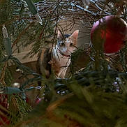 Runtz is registered to the contest to win money with this photo: background, blurred, calico_cat, cat, christmas_lights, christmas_tree, collar, curious, decorations, feline, festive, greenery, holiday, indoor, nature, ornament, pet, pine_branches, red_ball, whiskers