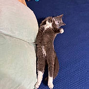 Tom is registered to the contest to win money with this photo: cat, gray_cat, white_paws, bed, blue_bedspread, pillows, relaxed, sleeping_cat, indoor, pet, furniture, remote_controls, bottle, resting, cozy, domestic_animal, fur, whiskers, cute, animal