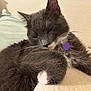 animal, cat, closeup, collar, cozy, cute, domestic_animal, feline, fur, gray_cat, indoor, mammal, pet, purple_tag, relaxed, resting, sleeping, soft, whiskers, white_paw